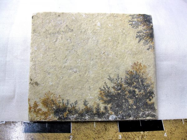 Genuine Jurassic Age Solnhofen Dendrite Fossil for Sale From Germany #23a