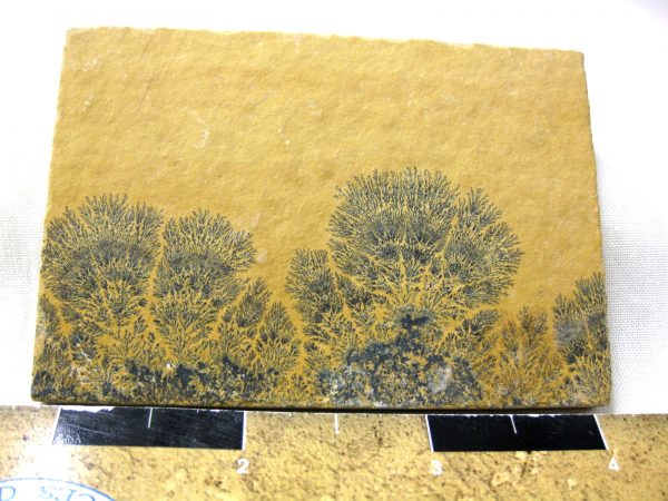 Genuine Jurassic Age Solnhofen Dendrite Fossil for Sale From Germany #26