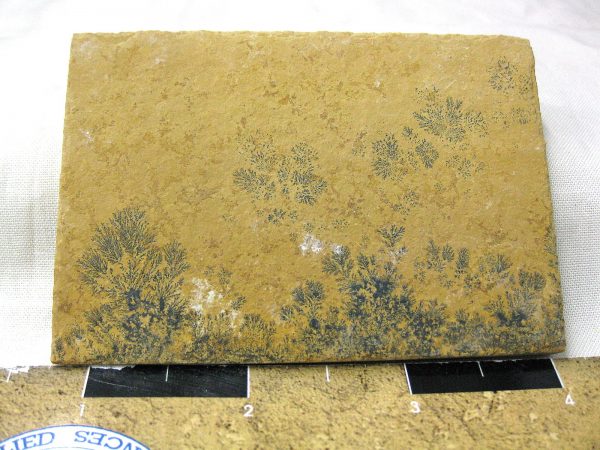 Genuine Jurassic Age Solnhofen Dendrite Fossil for Sale From Germany #26a