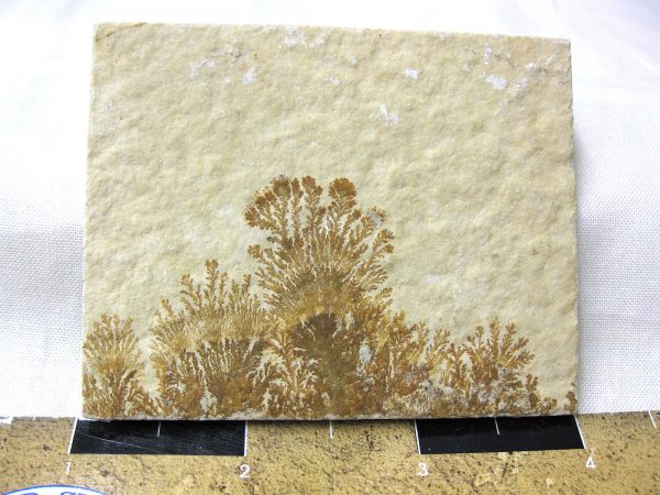 Genuine Jurassic Age Solnhofen Dendrite Fossil for Sale From Germany #34