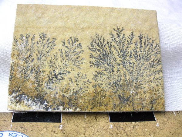 Genuine Jurassic Age Solnhofen Dendrite Fossil for Sale From Germany #38