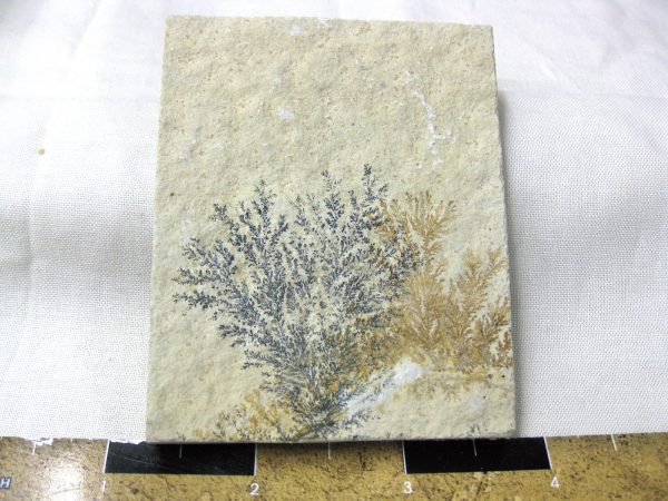 Genuine Jurassic Age Solnhofen Dendrite Fossil for Sale From Germany #41a