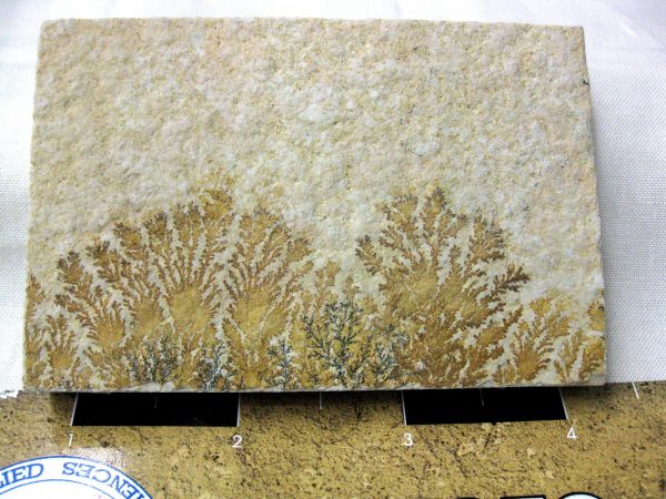 Genuine Jurassic Age Solnhofen Dendrite Fossil for Sale From Germany #43