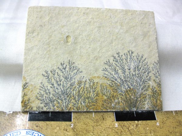 Genuine Jurassic Age Solnhofen Dendrite Fossil for Sale From Germany #44