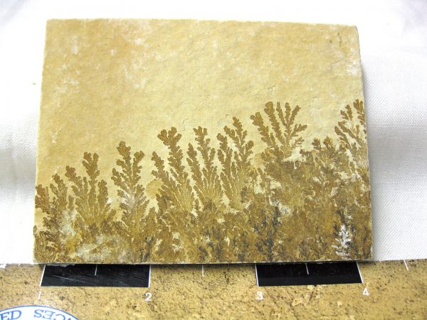 Genuine Jurassic Age Solnhofen Dendrite Fossil for Sale From Germany #45