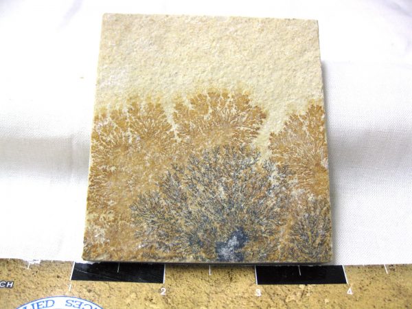 Genuine Jurassic Age Solnhofen Dendrite Fossil for Sale From Germany #46