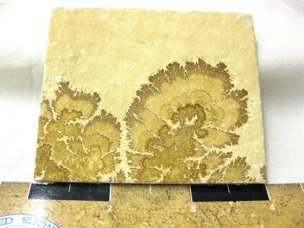 Genuine Jurassic Age Solnhofen Dendrite Fossil for Sale From Germany #50