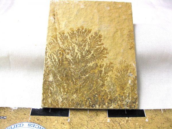 Genuine Jurassic Age Solnhofen Dendrite Fossil for Sale From Germany #53