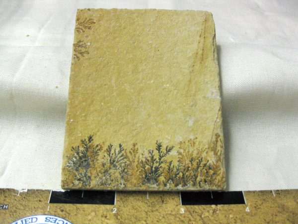 Genuine Jurassic Age Solnhofen Dendrite Fossil for Sale From Germany #53a