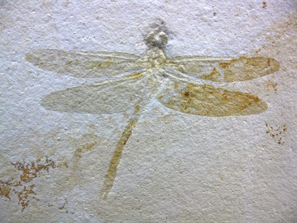 Genuine Jurassic Solnhofen Dragonfly #18 - Image 2