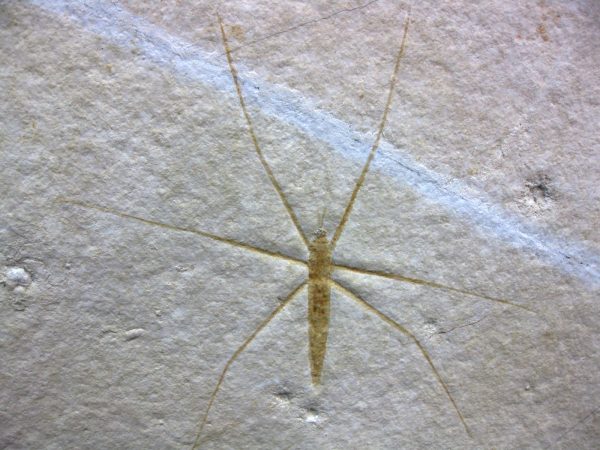 Genuine Jurassic Solnhofen Insect #23 - Image 2