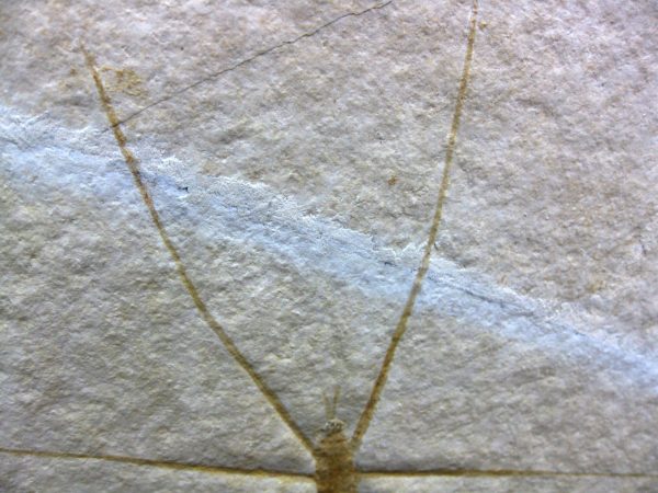 Genuine Jurassic Solnhofen Insect #23 - Image 7