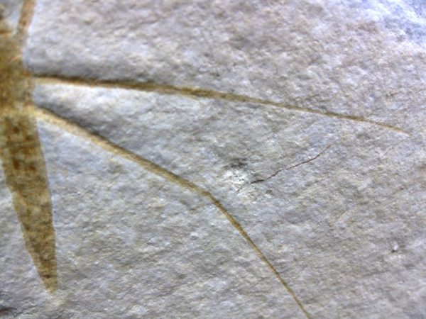 Genuine Jurassic Solnhofen Insect #23 - Image 5