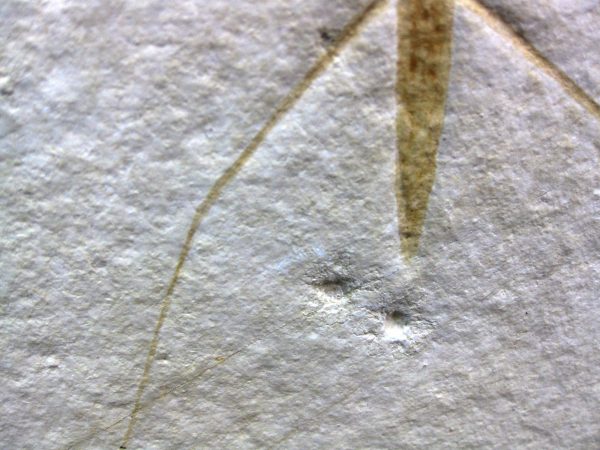 Genuine Jurassic Solnhofen Insect #23 - Image 4