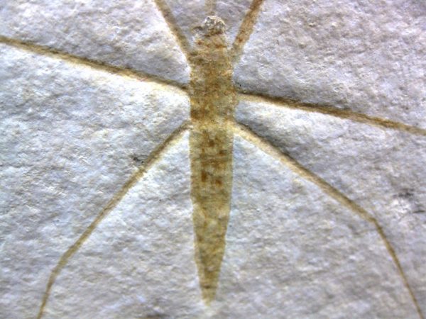 Genuine Jurassic Solnhofen Insect #23 - Image 3