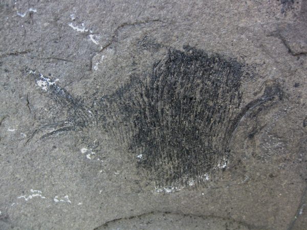 Permian Platysomus Fish #3 - Image 2