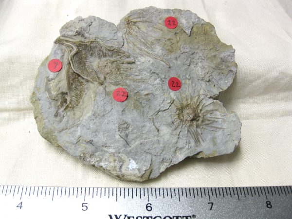 Gilmore City Echinoid #12