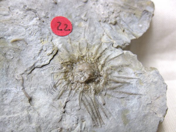 Gilmore City Echinoid #12 - Image 2