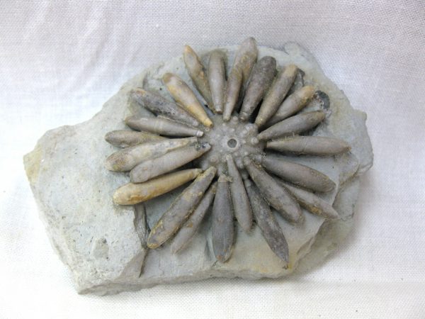 Gymnocidaris koechlini Echinoid #1