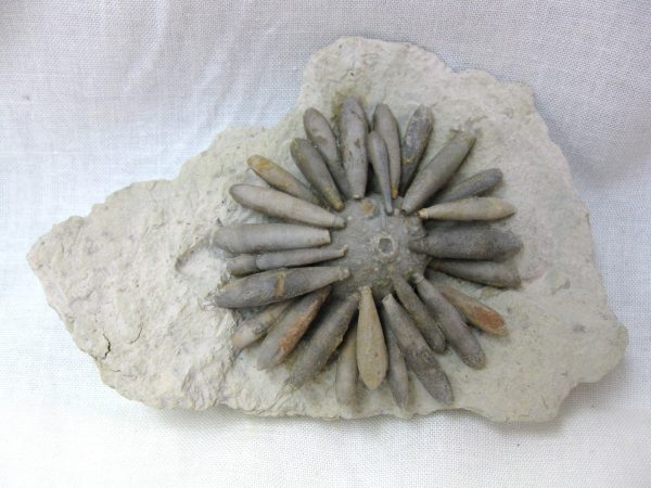 Gymnocidaris koechlini Echinoid #2