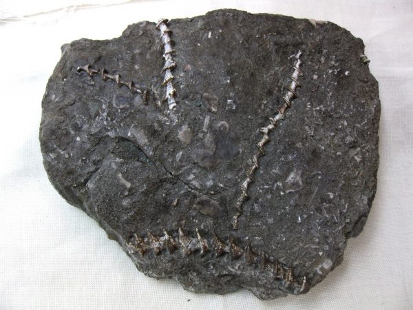 Genuine Mississippian Age Archimedes Bryozoa Fossil for Sale from Illinois #30