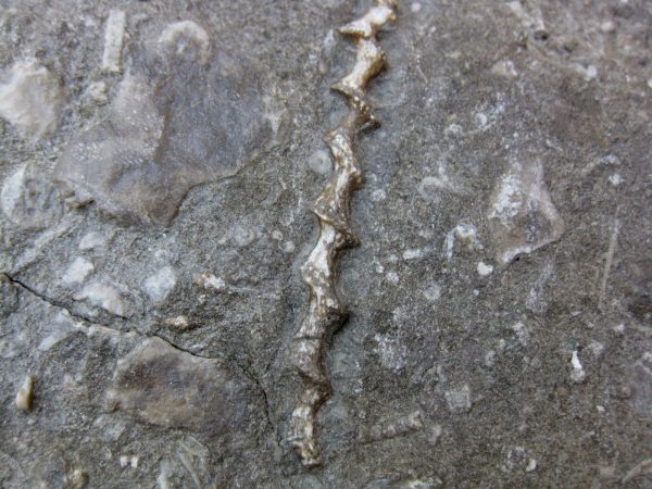 Genuine Mississippian Age Archimedes Bryozoa Fossil for Sale from Illinois #30c