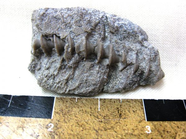 Genuine Mississippian Age Archimedes Bryozoa Fossil for Sale from Illinois #45