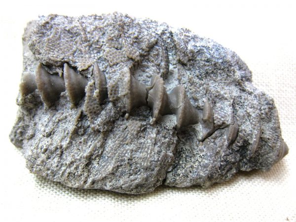 Genuine Mississippian Age Archimedes Bryozoa Fossil for Sale from Illinois #45a