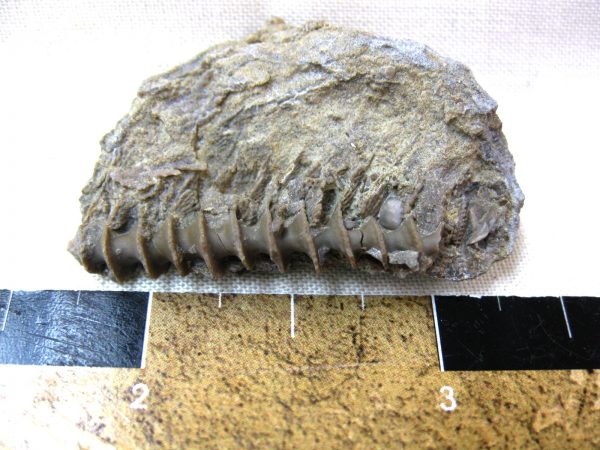 Genuine Mississippian Age Archimedes Bryozoa Fossil for Sale from Illinois #47