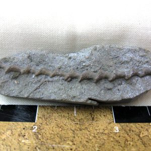 Genuine Mississippian Age Archimedes Bryozoa Fossil for Sale from Illinois #55