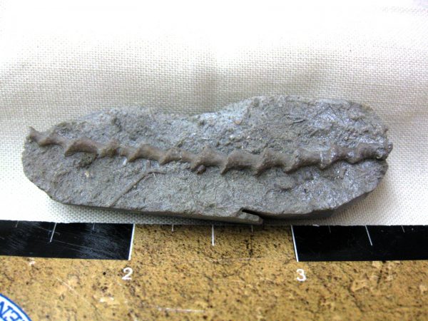 Genuine Mississippian Age Archimedes Bryozoa Fossil for Sale from Illinois #55