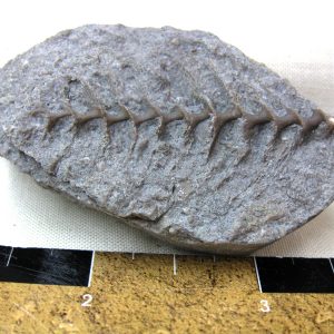 Genuine Mississippian Age Archimedes Bryozoa Fossil for Sale from Illinois #59