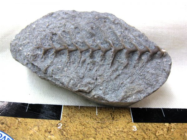 Genuine Mississippian Age Archimedes Bryozoa Fossil for Sale from Illinois #59