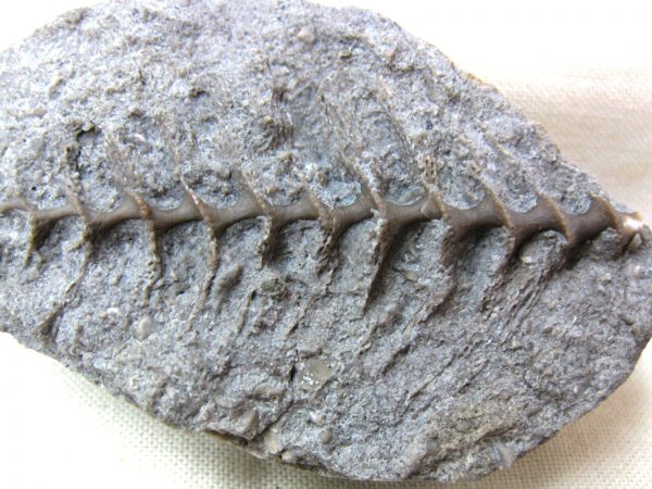 Genuine Mississippian Age Archimedes Bryozoa Fossil for Sale from Illinois #59a