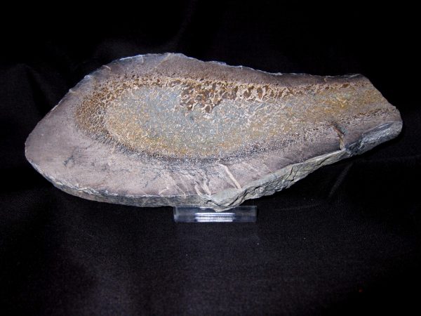 Polished Dinosaur Bone Slice 3