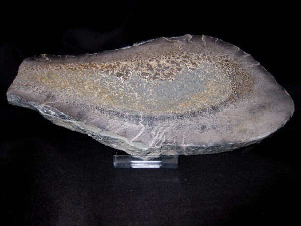 Polished Dinosaur Bone Slice 3 - Image 2