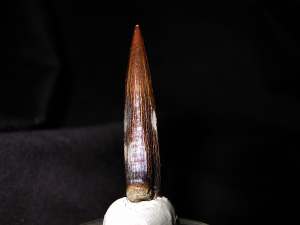 Enchodus ferox Fish Tooth #2 - Image 3