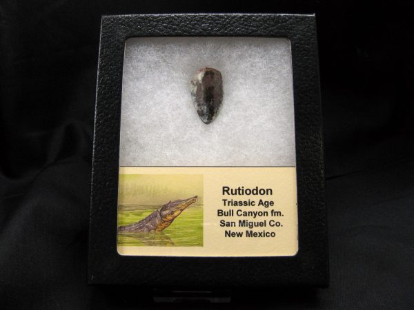 Rutiodon Reptile Tooth #2