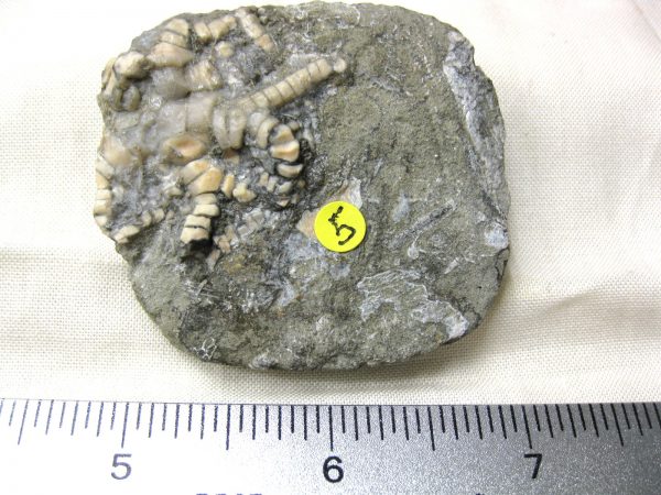 Crawfordsville Crinoid #36