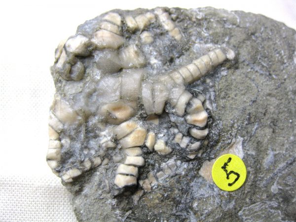 Crawfordsville Crinoid #36 - Image 3