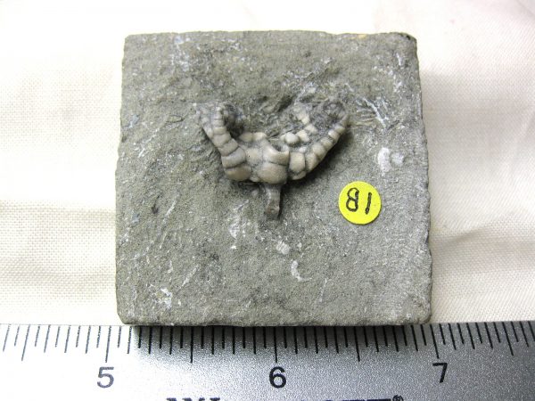 Crawfordsville Crinoid #38