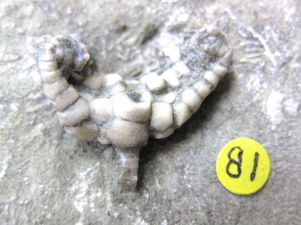 Crawfordsville Crinoid #38 - Image 3