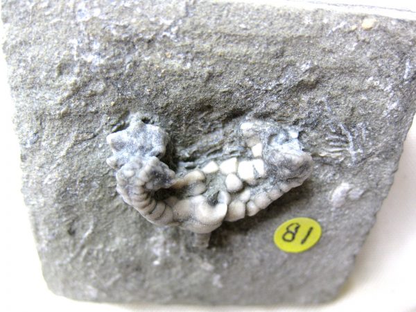 Crawfordsville Crinoid #38 - Image 4