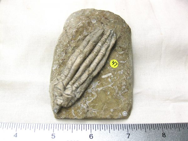 Crawfordsville Crinoid #53