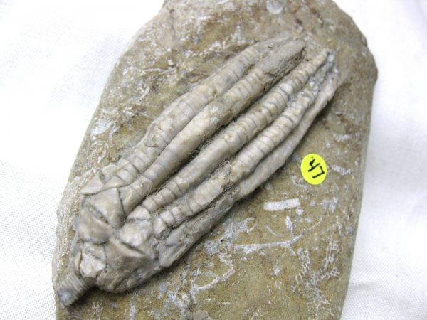 Crawfordsville Crinoid #53 - Image 3