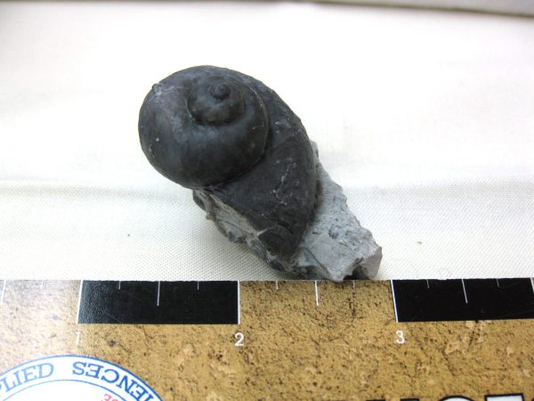 Indiana Platyostoma Gastropod #12