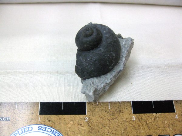 Indiana Platyostoma Gastropod #12 - Image 2