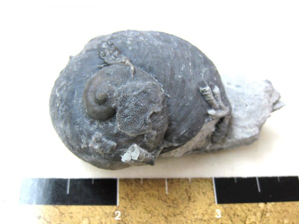 Indiana Platyostoma Gastropod #16