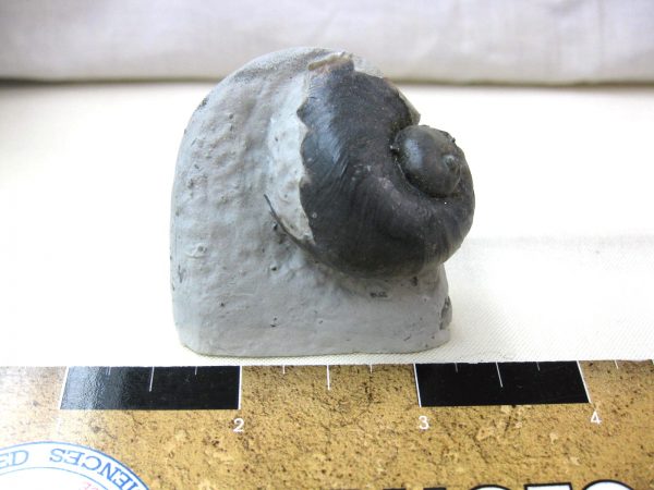 Indiana Platyostoma Gastropod #18