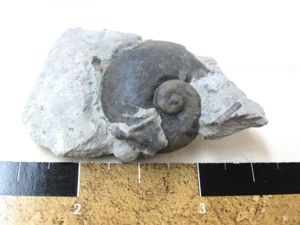 Indiana Platyostoma Gastropod #19